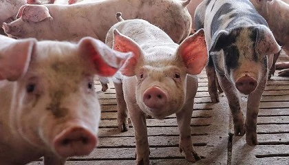 Foto de Ayudas por la peste porcina africana: el Govern crea una lnea de 10 millones de euros