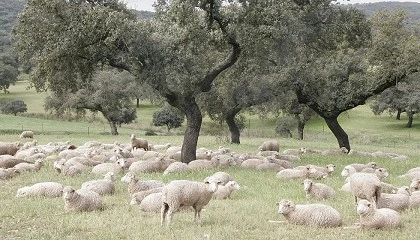 Foto de Ayudas para la mejora en bioseguridad de explotaciones extensivas de ovino y caprino