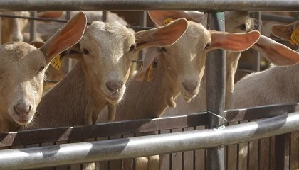 Foto de La tecnología refuerza la evaluación genética y optimiza las decisiones reproductivas en caprino