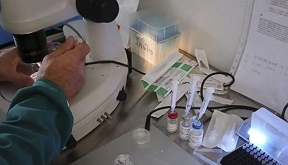 Foto de Transferencia de embriones para impulsar rebaos ms eficientes, sanos y sostenibles