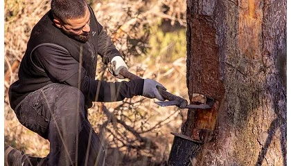 Foto de COPADE culmina el proyecto Del Bosque a tu Casa con avances tangibles en nueve territorios y nuevas oportunidades para el medio rural