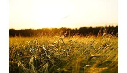 Foto de COCERAL prevé un descenso de la cosecha europea de cereales en 2026