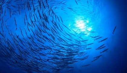 Photo de Las soluciones de Canon garantizan el cumplimiento del nuevo reglamento de control pesquero de la UE