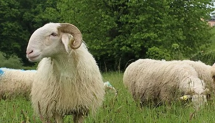 Foto de El proyecto Life Green Sheep avanza en promover sistemas eficientes y sostenibles