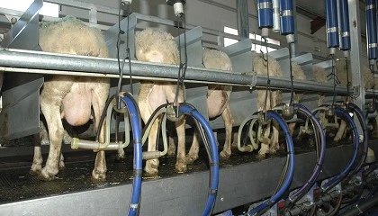Foto de Sorpasso histrico: el precio de la leche de oveja en Castilla y Len ya supera al de Castilla-La Mancha