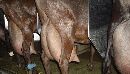 Foto de Cambio de tendencia en el caprino lechero con un aumento de la producción en octubre