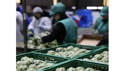 Picture of Anecoop incorpora a Eurofruits Levante S.L. y se refuerza en pimiento, brócoli, calabacín y alcachofa