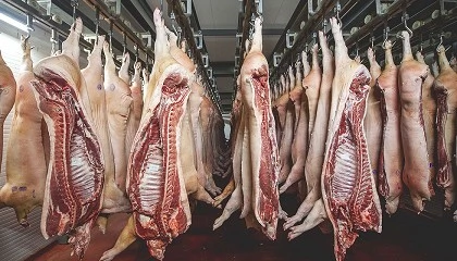 Foto de Tercera cada del precio del cerdo en Mercolleida desde el foco de peste porcina africana