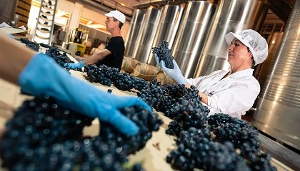 Foto de La vendimia 2025 en la DOP Jumilla se cierra con 49 millones de kilos y una añada de gran equilibrio