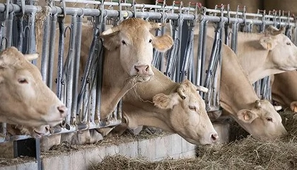 Foto de Francia inicia la vacunaci�n contra la dermatosis nodular contagiosa en el suroeste