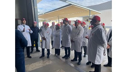 Foto de La Axarquía malagueña exporta 107.000 toneladas de aguacate y mango entre enero y septiembre, un 33% más que en 2024