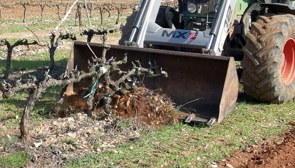 Foto de Fijación de carbono en viñedo en función del aporte de riego y la pluviometría