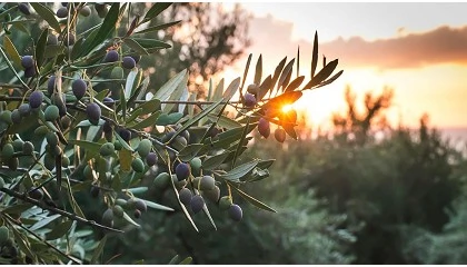 Foto de Buen inicio de campaña en Córdoba a pesar de la ralentización por las lluvias