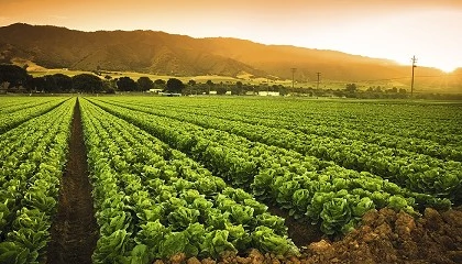 Foto de La renta agraria aumenta un 12,9% anual y alcanza los 41.262 millones de euros