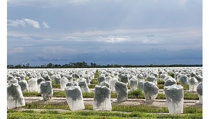 Foto de El sector citrícola denuncia que la UE solo destina 8 millones al año para detectar y combatir plagas consideradas prioritarias