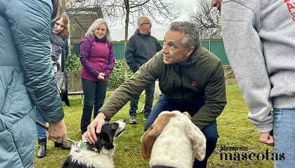 Foto de La Comunidad de Madrid renueva la aplicaci�n m�vil Mascomad para potenciar la adopci�n de animales y ofrecer nuevos servicios a los due�os