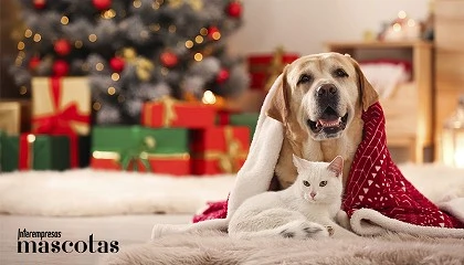 Foto de Tiendanimal presenta su guía de consejos para unas fiestas seguras y sin estrés para perros y gatos