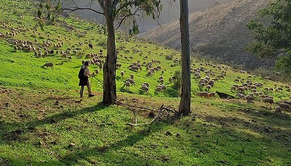 Foto de �Cu�l es la opini�n de los consumidores sobre los productos de la ganader�a extensiva?