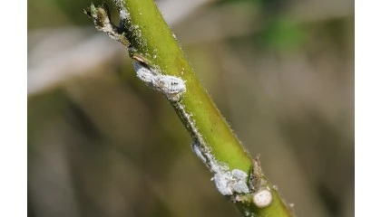 Foto de Alertan de la aparición de un nuevo Cotonet en la Comunitat Valenciana que afecta a pimiento, tomate y berenjena