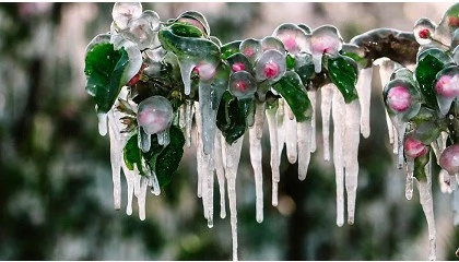 Foto de La activación precisa del riego supone un gran desafío ante las heladas