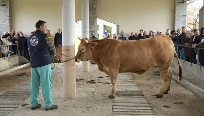 Foto de Una novilla alcanza los 6.200 euros en la subasta de Rubia Gallega en Adai (Lugo)