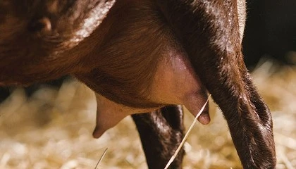 Foto de La mejora de la morfolog�a mamaria en cabras garantiza el bienestar y la producci�n vitalicia