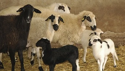 Foto de Los productores de lechazo reciben un precio un 12% m�s alto que en el pasado a�o