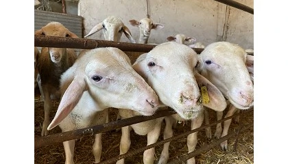 Foto de La raza Lacaune finalizar� en 2026 su poblaci�n de referencia para la selecci�n gen�mica