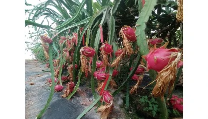 Photo de Innovaci�n en el cultivo de frutales ex�ticos en Andaluc�a: una alternativa real