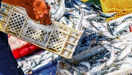 Foto de Las empresas pesqueras que operan en Espa�a deber�n adaptarse a nuevas normas en 2026