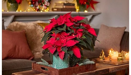 Photo de C�mo mantener la flor de Pascua en perfecto estado m�s all� de la Navidad