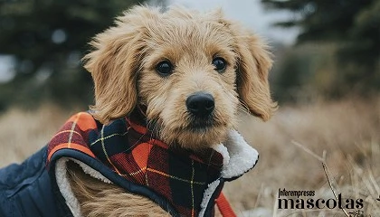 Foto de Dermatitis en perros: el enemigo de tu mascota cuando llega el fr�o