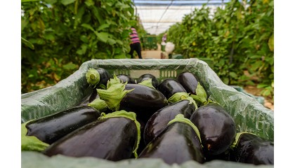 Foto de La agricultura ecológica en España, en fase de madurez y expansión