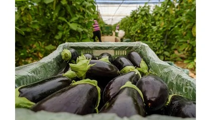 Photo de La agricultura ecol�gica en Espa�a, en fase de madurez y expansi�n