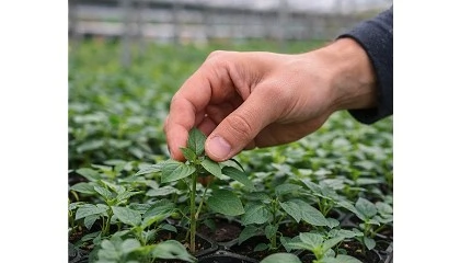 Foto de ANOVE aplaude los avances legislativos de la UE sobre material vegetal de reproducción