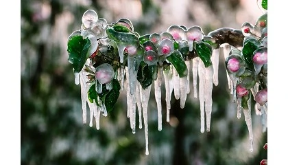 Foto de La activación precisa del riego, el gran desafío ante las heladas