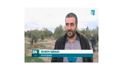 Foto de Los desaf�os y logros del sector de la aceituna y el aceite de oliva en el Reino de Arabia Saudita