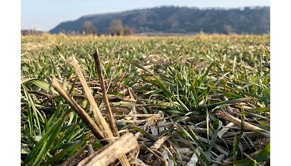 Foto de El MAPA y la AEACSV renuevan su alianza para impulsar la agricultura de conservaci�n en Espa�a