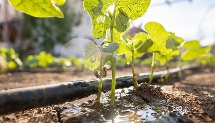 Foto de Quatro projetos agr�colas promovem gest�o sustent�vel da �gua e do solo com apoio da Funda��o Gulbenkian