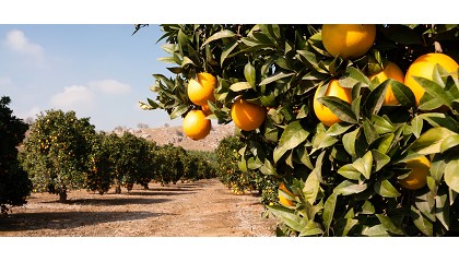 Foto de Crece la competencia de Sud�frica y Marruecos, pero Espa�a mantiene el liderazgo europeo en c�tricos