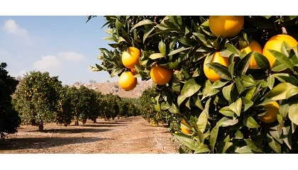 Foto de Crece la competencia de Sud�frica y Marruecos, pero Espa�a mantiene el liderazgo europeo en c�tricos