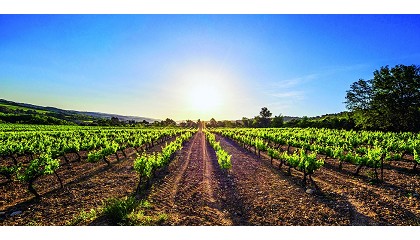 Foto de El sector del vino mira al futuro tras un a�o marcado por la incertidumbre