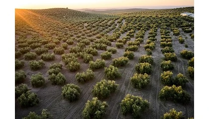 Foto de COAG prevé una cosecha oleícola un 30% inferior a lo esperado y precios a la baja