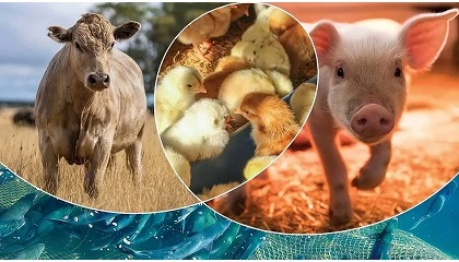 Foto de Produtos do mar e avicultura lideram produ��o mundial em 2026