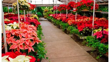 Foto de Espa�a supera los 10 millones de Flores de Pascua producidas en 2025 y recuerda que pueden vivir m�s all� de la Navidad