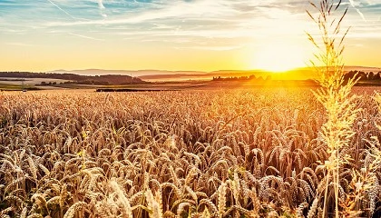 Foto de Evaluaci�n de variedades de cereales de invierno en Castilla y Le�n (II)