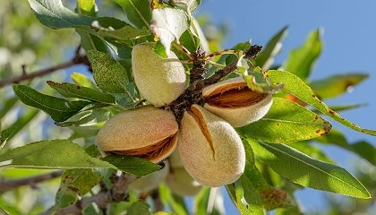 Foto de Clima compromete campanha de frutos secos em 2025