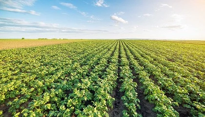 Foto de Balance de aplicaci�n del PEPAC basado en el informe anual de rendimiento 2024: Resultados sobre el papel, dudas sobre el terreno