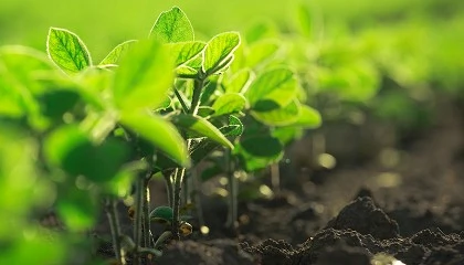 Fotografia de El proyecto Endorse impulsa la recuperaci�n y reutilizaci�n del f�sforo en la agricultura sostenible