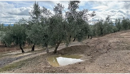 Foto de Hidroinfiltrador: una nueva estrategia para el olivar mediterr�neo
